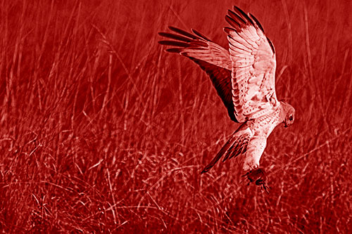 Flying Northern Harrier Marsh Hawk Captures Rodent (Red Shade Photo)