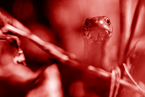 Garter Snake Peeking Head Above Sticks (Red Shade Photo)