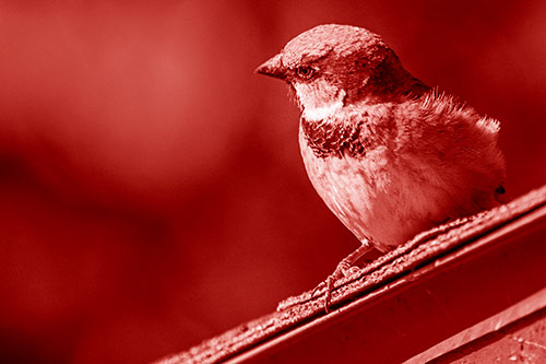 Head Tilting House Sparrow Perched Along Rooftop (Red Shade Photo)