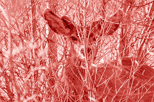 Hidden Mule Deer Watching Behind Tree Branches (Red Shade Photo)