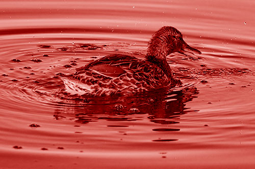 Joyful Water Splashing Mallard Duck Enjoying Calm Lake (Red Shade Photo)