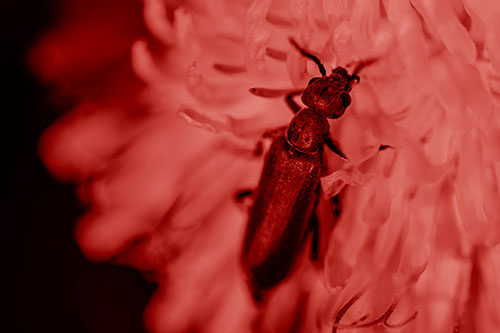 Oedemera Beetle Feasting Among Dandelion (Red Shade Photo)