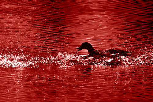 Playful Mallard Duck Gets Splashed Among Lake Horizon (Red Shade Photo)