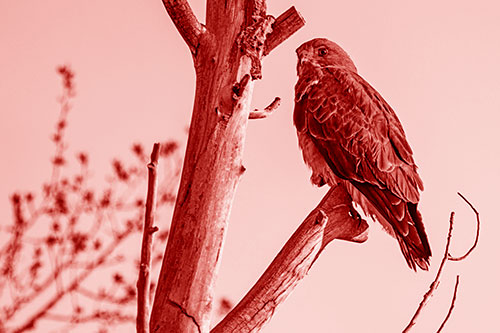 Rough Legged Hawk Perched Atop Tree Branch (Red Shade Photo)