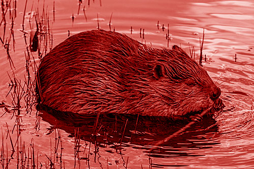 Sitting Beaver Nibbles Branch Along Shallow Rivershore (Red Shade Photo)