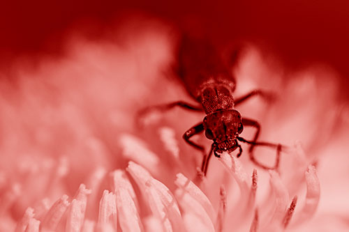 Snarling Oedemera Beetle Eating Dandelion Pollen (Red Shade Photo)