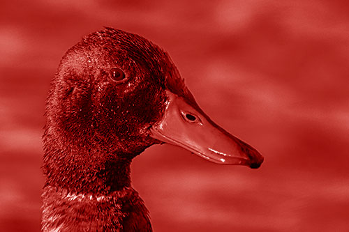 Soaked Male Mallard Duck Watching Among Lake (Red Shade Photo)