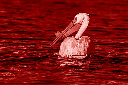 Swimming Pelican Glances Backwards Among Lake Water (Red Shade Photo)