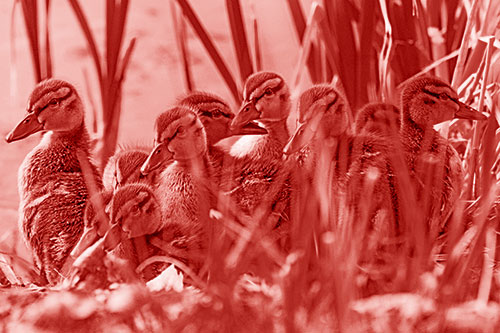 Ten Baby Mallard Ducklings Resting Among Reed Grass (Red Shade Photo)