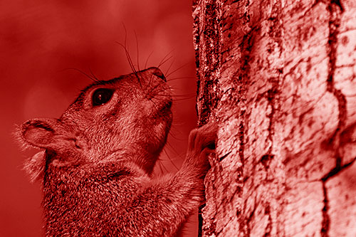 Tree Climbing Squirrel Gazing Upwards (Red Shade Photo)