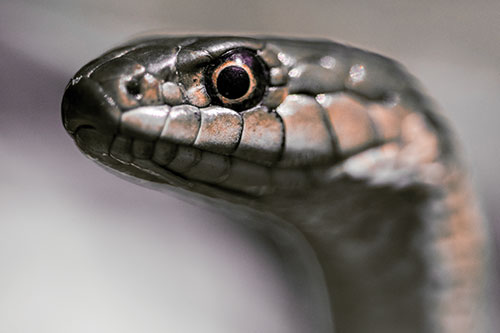 Alert Garter Snake Keeping Eye Out (Red Tint Photo)