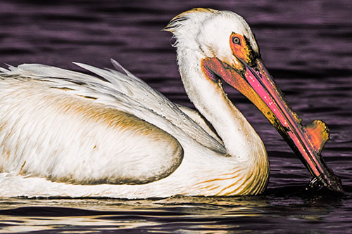 Beak Dipping Pelican Eying Across Lake Water (Red Tint Photo)