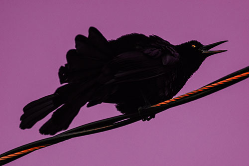 Crouching Great Tailed Grackle Squeaking Atop Cable (Red Tint Photo)