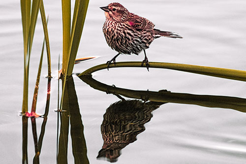 Female Red Winged Blackbird Casts Reflection Atop Bent Water Reed (Red Tint Photo)