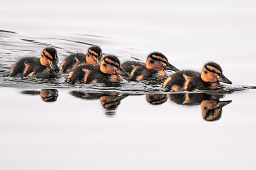 Five Baby Mallard Ducklings Swimming Across Lake Water (Red Tint Photo)