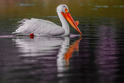 Floating Pelican Reflection Among Lake Water (Red Tint Photo)