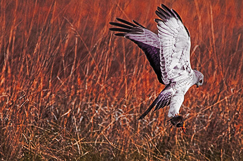 Flying Northern Harrier Marsh Hawk Captures Rodent (Red Tint Photo)
