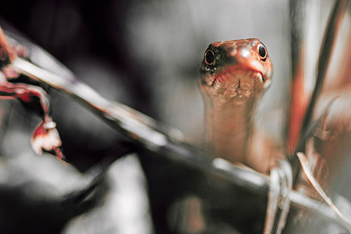 Garter Snake Peeking Head Above Sticks (Red Tint Photo)