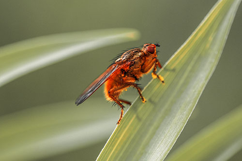 Golden Dung Fly Perched Along Sloping Fescue Grass Blade (Red Tint Photo)