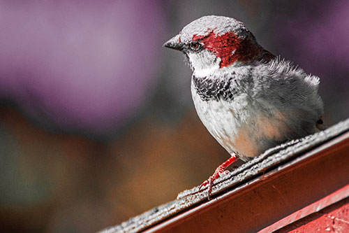 Head Tilting House Sparrow Perched Along Rooftop (Red Tint Photo)