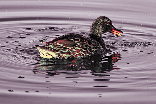 Joyful Water Splashing Mallard Duck Enjoying Calm Lake (Red Tint Photo)