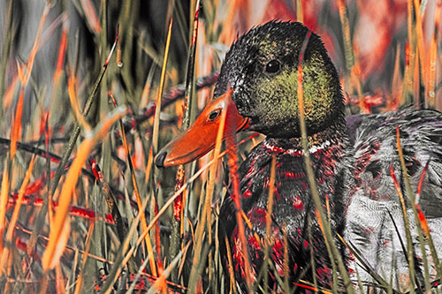 Male Mallard Duck Resting Among Reed Grass (Red Tint Photo)