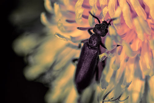 Oedemera Beetle Feasting Among Dandelion (Red Tint Photo)