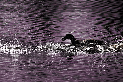Playful Mallard Duck Gets Splashed Among Lake Horizon (Red Tint Photo)