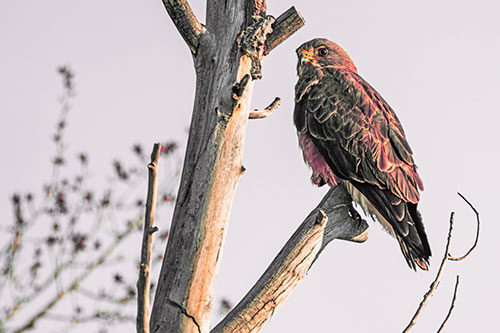 Rough Legged Hawk Perched Atop Tree Branch (Red Tint Photo)