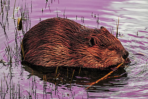 Sitting Beaver Nibbles Branch Along Shallow Rivershore (Red Tint Photo)