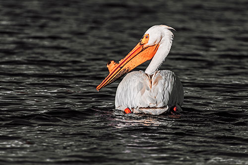 Swimming Pelican Glances Backwards Among Lake Water (Red Tint Photo)