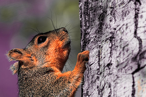 Tree Climbing Squirrel Gazing Upwards (Red Tint Photo)