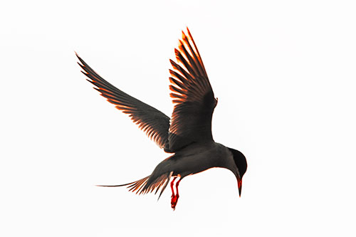 Wing Flapping Tern Eying For Fish Below (Red Tint Photo)