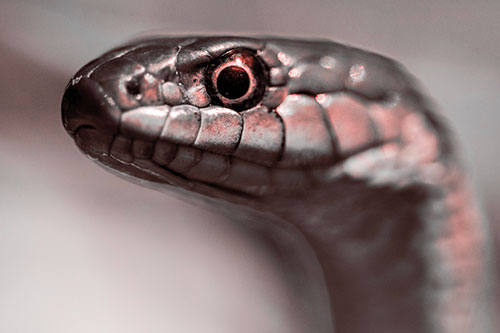 Alert Garter Snake Keeping Eye Out (Red Tone Photo)