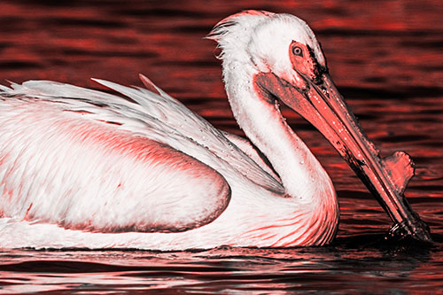 Beak Dipping Pelican Eying Across Lake Water (Red Tone Photo)