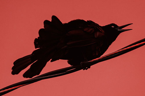 Crouching Great Tailed Grackle Squeaking Atop Cable (Red Tone Photo)