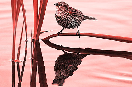Female Red Winged Blackbird Casts Reflection Atop Bent Water Reed (Red Tone Photo)