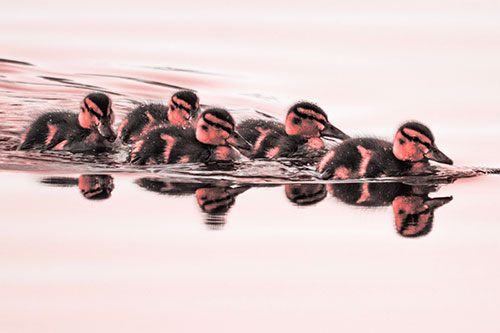Five Baby Mallard Ducklings Swimming Across Lake Water (Red Tone Photo)
