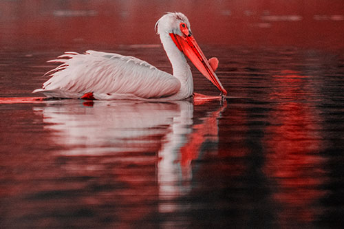 Floating Pelican Reflection Among Lake Water (Red Tone Photo)