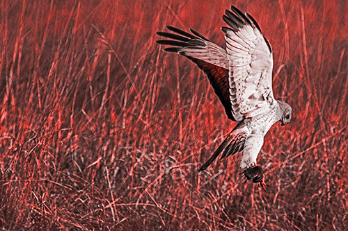 Flying Northern Harrier Marsh Hawk Captures Rodent (Red Tone Photo)