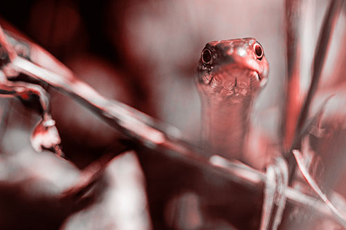Garter Snake Peeking Head Above Sticks (Red Tone Photo)