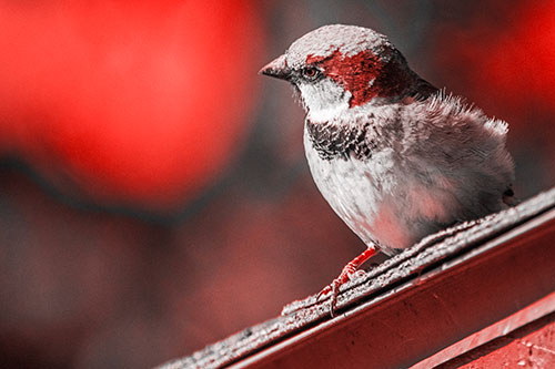 Head Tilting House Sparrow Perched Along Rooftop (Red Tone Photo)