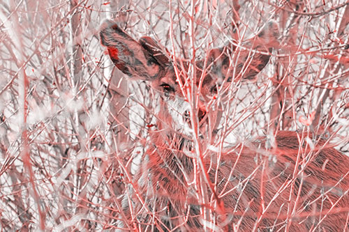 Hidden Mule Deer Watching Behind Tree Branches (Red Tone Photo)