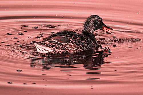 Joyful Water Splashing Mallard Duck Enjoying Calm Lake (Red Tone Photo)