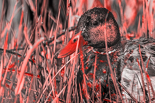 Male Mallard Duck Resting Among Reed Grass (Red Tone Photo)