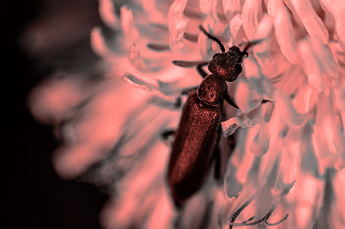 Oedemera Beetle Feasting Among Dandelion (Red Tone Photo)