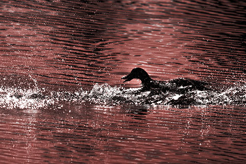 Playful Mallard Duck Gets Splashed Among Lake Horizon (Red Tone Photo)