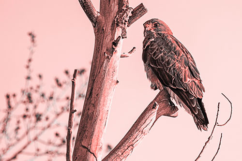 Rough Legged Hawk Perched Atop Tree Branch (Red Tone Photo)