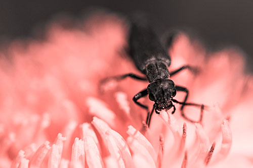 Snarling Oedemera Beetle Eating Dandelion Pollen (Red Tone Photo)