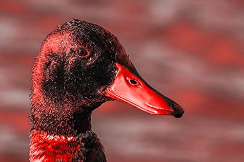 Soaked Male Mallard Duck Watching Among Lake (Red Tone Photo)